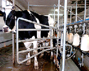 Dairy Industries